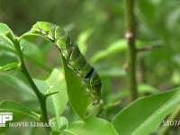 アゲハチョウ終齢幼虫歩く 