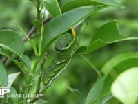 カラスアゲハ終齢幼虫 棒でたたくと臭角を出して脅す