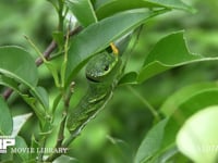 カラスアゲハ終齢幼虫 振動に驚き臭角を出して脅す