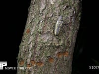 シロスジカミキリ　産卵 産卵加工で開けた穴から樹皮下に産卵する