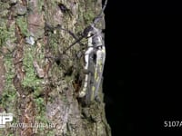シロスジカミキリ　産卵 産卵加工で開けた穴から樹皮下に産卵する