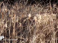 ヒメガマ　風で穂（種）が飛ぶ 