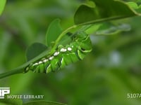 アゲハチョウ　終齢幼虫 蛹化のための下糸張り