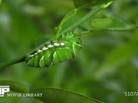 アゲハチョウ　終齢幼虫 蛹化のための下糸張り