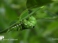 アゲハチョウ　終齢幼虫→蛹化　６倍速(10) 蛹を固定するための胸糸を掛ける
