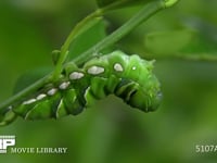 アゲハチョウ　終齢幼虫→蛹化　６倍速(13) 蛹を固定するための胸糸を掛ける