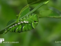 アゲハチョウ　終齢幼虫→蛹化　６倍速(15) 蛹になる時を待つ