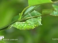 アゲハチョウ　終齢幼虫→蛹化　６倍速(19) 蛹の尾端を下糸に固定し、動き回る