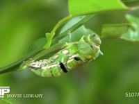 アゲハチョウ　終齢幼虫→蛹化　６倍速(18) 蠕動運動により表皮が敗れ蛹が出てくる