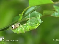アゲハチョウ　蛹化③ 蛹の尾端を抜き下糸にくっつける