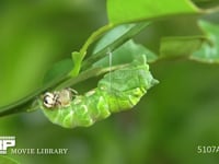 アゲハチョウ　蛹化④ 尾端に残る幼虫の抜け殻を体を回転させ落とす