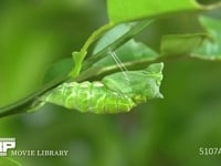 アゲハチョウ　蛹化⑤ 蛹化７分後、体を盛んに動かす