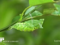 アゲハチョウ　蛹化⑥ 蛹化１５分後、体はまだ柔らかい