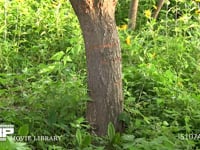 シロスジカミキリ　コナラの幹の産卵痕 