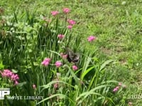 アゲハチョウ ムシトリナデシコ訪花