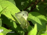 モンシロチョウ　交尾 