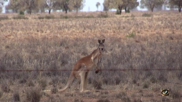 Red kangaroo (Macropus rufus) (Macropodidae: Wallabies, Kangaroos) (southwest NSW, Australia)