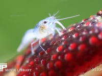 アメリカザリガニ　親子 