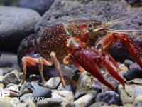 アメリカザリガニ　産卵中、産卵直後 