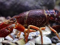 アメリカザリガニ　産卵中、産卵直後 