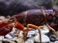 アメリカザリガニ　産卵中、産卵直後 