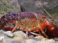 アメリカザリガニ　産卵中、産卵直後 