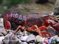 アメリカザリガニ　産卵約9日後 