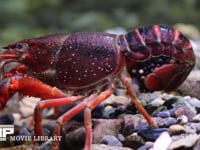 アメリカザリガニ　産卵約10日後 