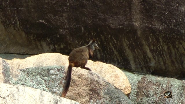 Southern Brush-tailed Rock Wallaby (Petrogale penicillata, Macropodidae: Kangaroos, Wallabies)