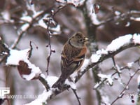 アトリ 雪の日、枝の上で実を食べる