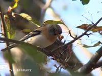 アトリ ズミの実を食べる