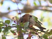 アトリ ズミの実を食べる