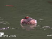 カイツブリ 冷たい雨の日、嘴を羽にうずめる