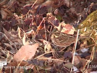 カシラダカ 地上で餌を探す