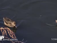 コガモ♂♀ 川面を泳ぎ、水面の餌を採る