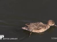 コガモ♀ 川面を泳ぎ、水面の餌を採る