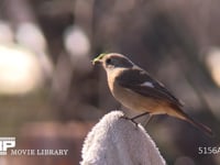 ジョウビタキ♀ 虫を捕らえる