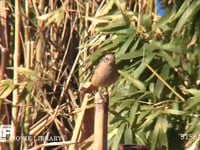 ジョウビタキ♀ 竹筒にとまる