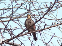 ツグミ 木の枝で警戒して鳴く