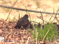 ツグミ 虫を探して地面を掘る