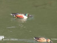 ハシビロガモ♂♀ 池を泳ぎ、水面の餌を嘴で漉して食べる