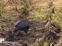 ハシボソガラス 田の地面を嘴で掘って餌を探す