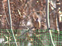 ホオジロ♂ ネットにとまり、チッチッと地鳴きをする