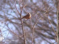 ホオジロ♂ 木にとまる