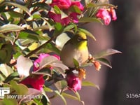 メジロ ツバキの花の蜜を吸う