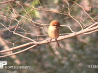 モズ♀ 枝にとまって餌を探す