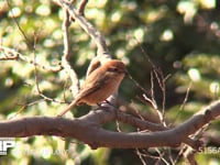 モズ♀ 枝にとまって餌を探す