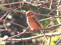 モズ♀ 枝にとまって餌を探す