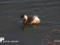 カイツブリ 水面を泳ぎ、魚を追って潜る