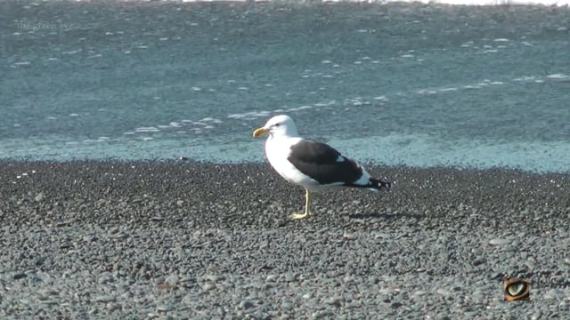 Black-backed (Kelp) Gull (Larus dominicannus, Laridae: Gulls, Terns, Noddies) Napier, New Zealand